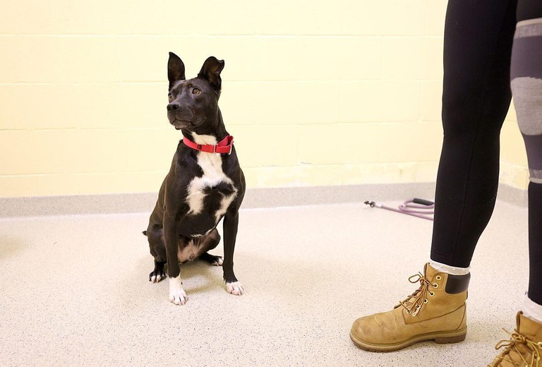 米ボストンの保護施設に引き取られた２歳の「エース」＝３月/Suzanne Kreiter/The Boston Globe/ Getty Images In M