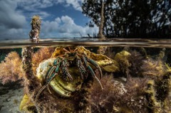 水中部門の賞に輝いたオーストラリアのヤドカリの写真