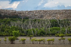 インドネシア・バリ島のマングローブ林の背後にそびえるゴミの山を捉えた衝撃的な写真。脅威部門の賞に輝いた