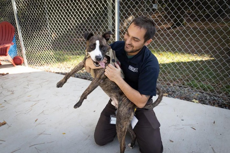預けられた犬の世話をするボランティア＝２０２４年１１月/Courtesy Charlotte-Mecklenburg Animal Care & Control