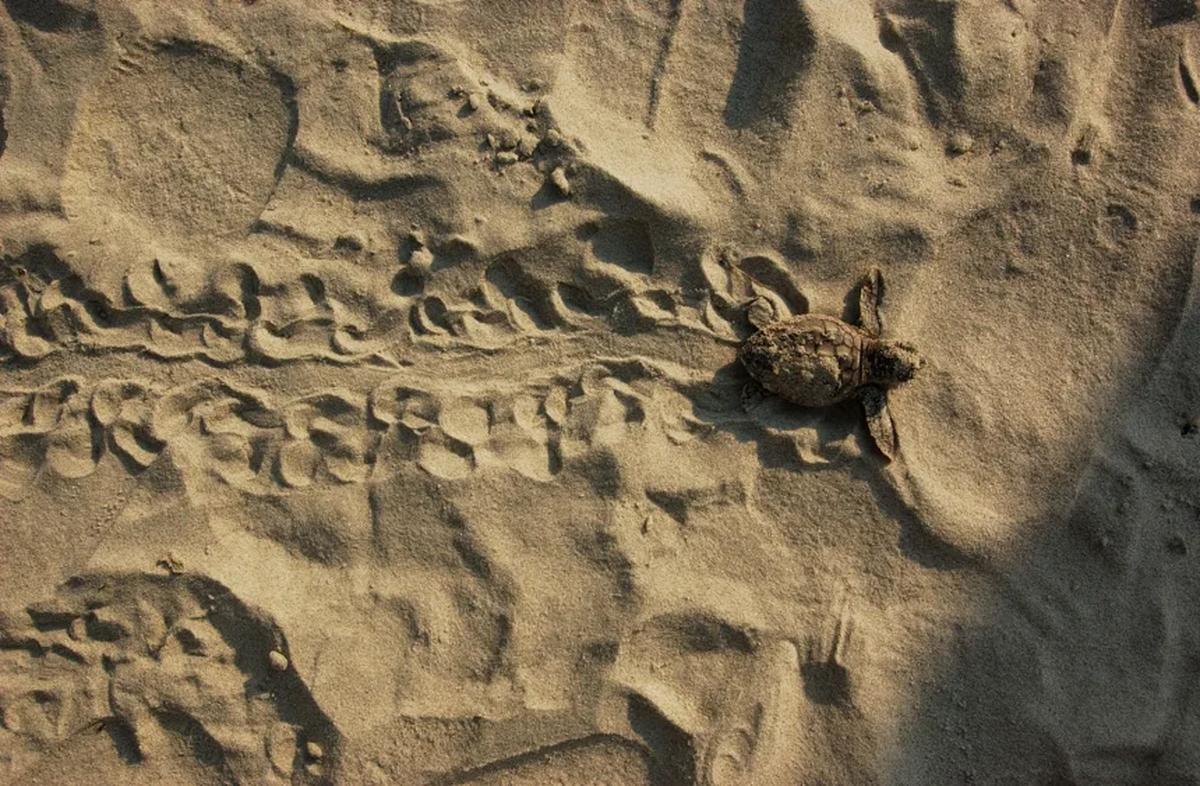 海へ向かって砂浜をはうカウミガメの赤ちゃん/Courtesy Catherine Ridley