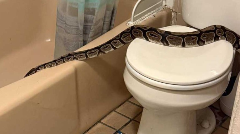 アパートのトイレで１.５メートルのニシキヘビ発見、他人のペットが侵入か　米