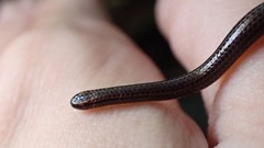 「世界最小のヘビ」、バルバドスで２０年ぶりに発見　目撃例は数えるほど