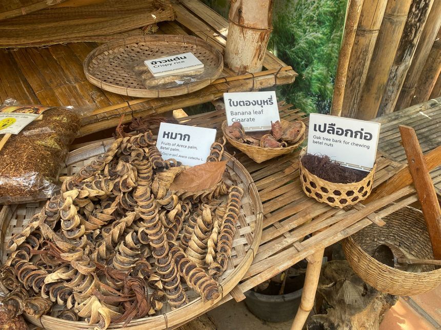 タイの植物園で採取されたビンロウの実/Courtesy Shannon Tushingham