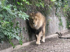 不要のペットの寄付を呼び掛け、餌として「自然の食物連鎖」模倣のため　デンマーク動物園