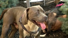 ピットブルがお手柄、通行人の助けを借りて意識不明の飼い主を救助　米