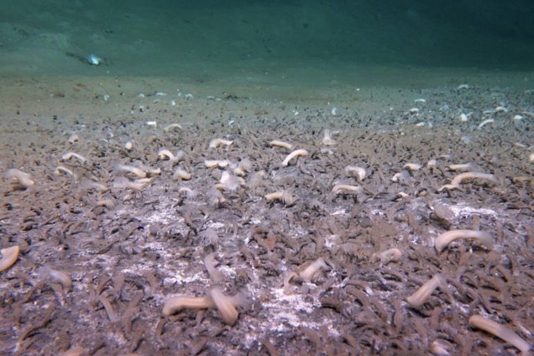 超深海を探査する海洋研究者らのチームが、ロシアと米アラスカ半島の間に位置する海溝での潜水艇調査で、海底に生物群を発見した/Institute of Deep-sea Science and Engineering/Chinese Academy of Sciences (IDSSE, CAS)