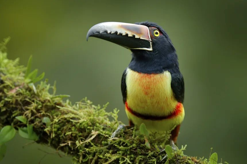 中米コスタリカ・ボカタパダで枝に止まるムナフチュウハシ/Ondrej Prosicky/imageBROKER/Shutterstock
