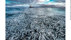 死んだ、もしくは死にかけた大量のニシンの写真は、ノルウェーの写真家が撮影。漁船のオーナーを相手取った訴訟で証拠として提出された