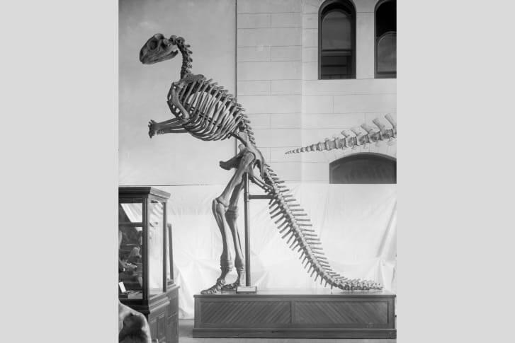 フィラデルフィア自然科学アカデミーに展示されたハドロサウルスの骨格/Smithsonian Institution Archives