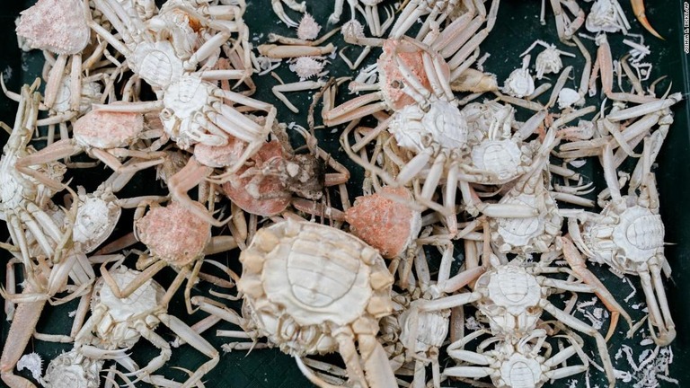 アラスカ州漁業科学センターに集められた脱皮したズワイガニの殻や甲羅/Joshua A. Bickel/AP