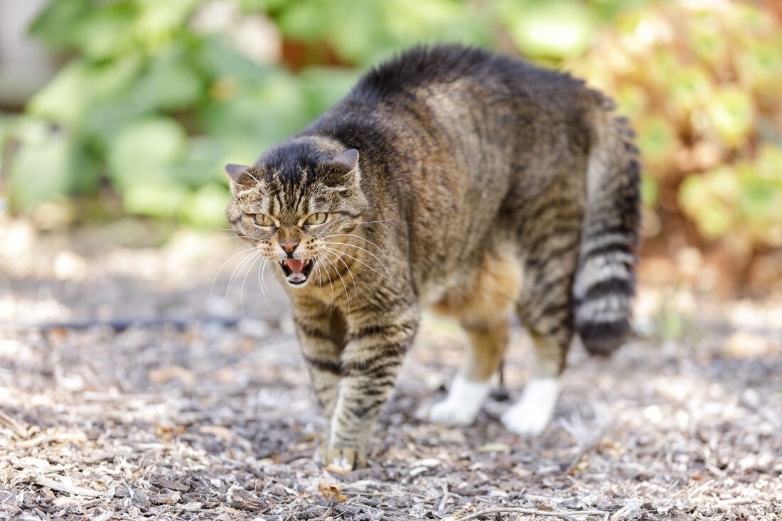 攻撃的な猫の表情は瞳孔が狭くなり耳が頭につけるように倒れるという/yhelfman/iStockphoto/Getty Images
