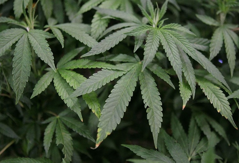 米政府が大麻の危険性について、これまでの分類よりも低い水準に引き下げる方針であることがわかった/Justin Sullivan/Getty Images North America/Getty Images via CNN Newsource