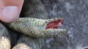 口から血を流し死んだふりをするヘビ、短時間で危機を回避　研究で判明